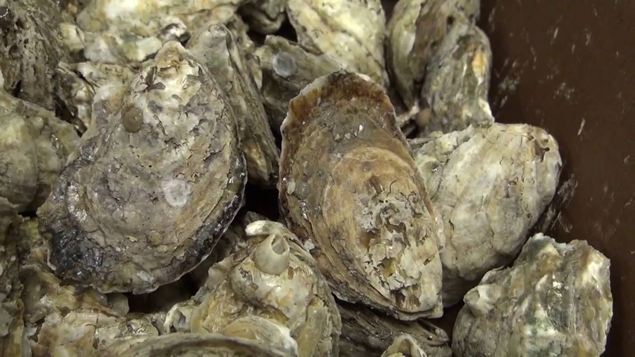 Oysters