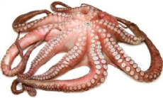 Octopus