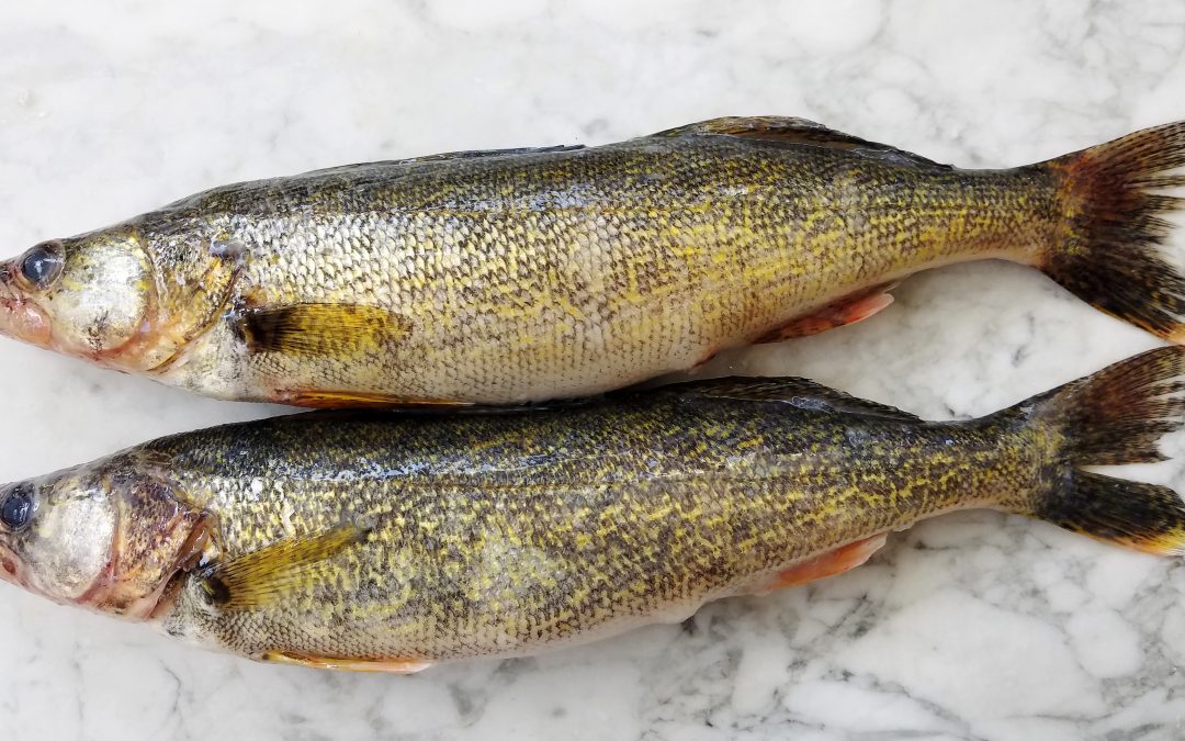 If life gives you fish, make Gefilte!