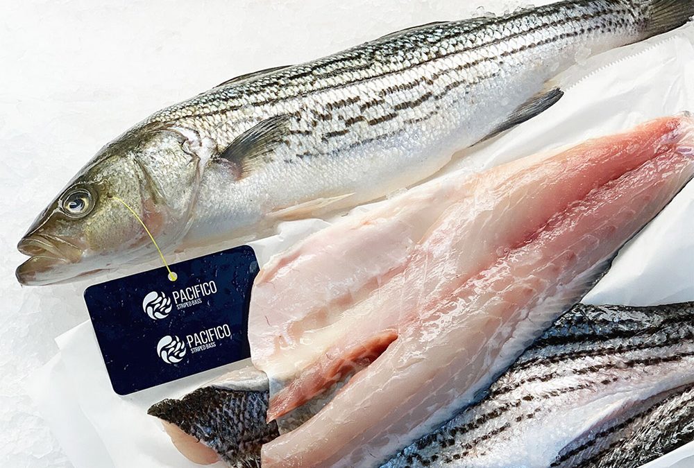 Pacifico Striped Bass